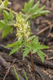 Corydalis marschalliana. Цветущее растение в каплях тумана. Краснодарский край, Апшеронский р-н, Лагонакский хр., ≈ 1800 м н.у.м., в низине балки на месте недавно стаявшего снежника. 30.04.2024.