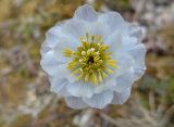 Trollius lilacinus