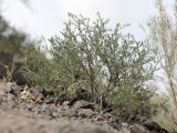 Salsola arbusculiformis