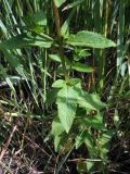 Mentha arvensis