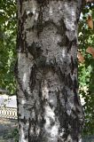 Betula pendula