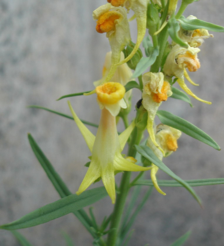 Image of Linaria vulgaris specimen.