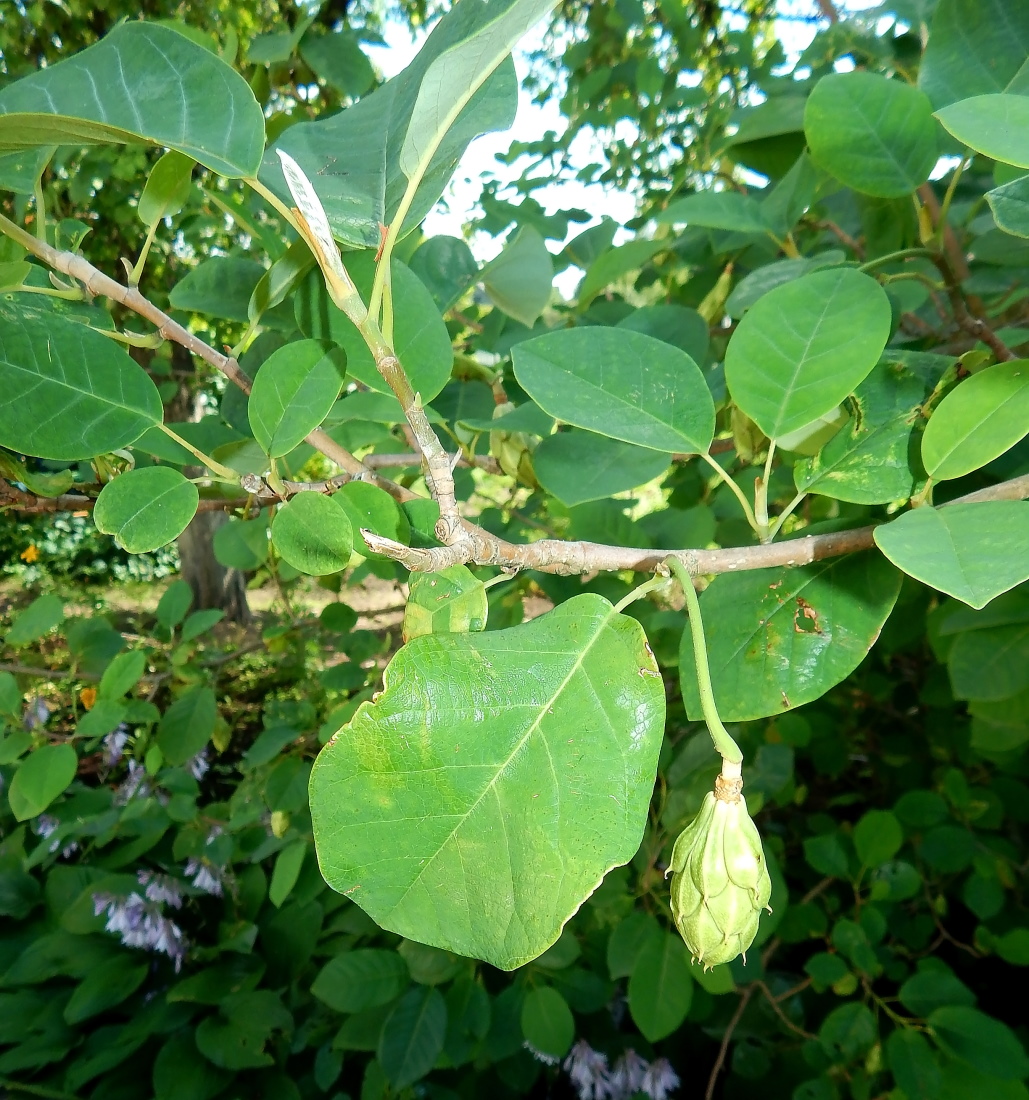 Image of Magnolia × soulangeana specimen.