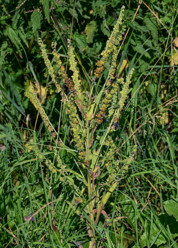 Изображение особи Cynoglossum officinale.