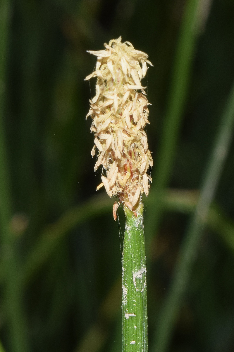 Image of genus Eleocharis specimen.