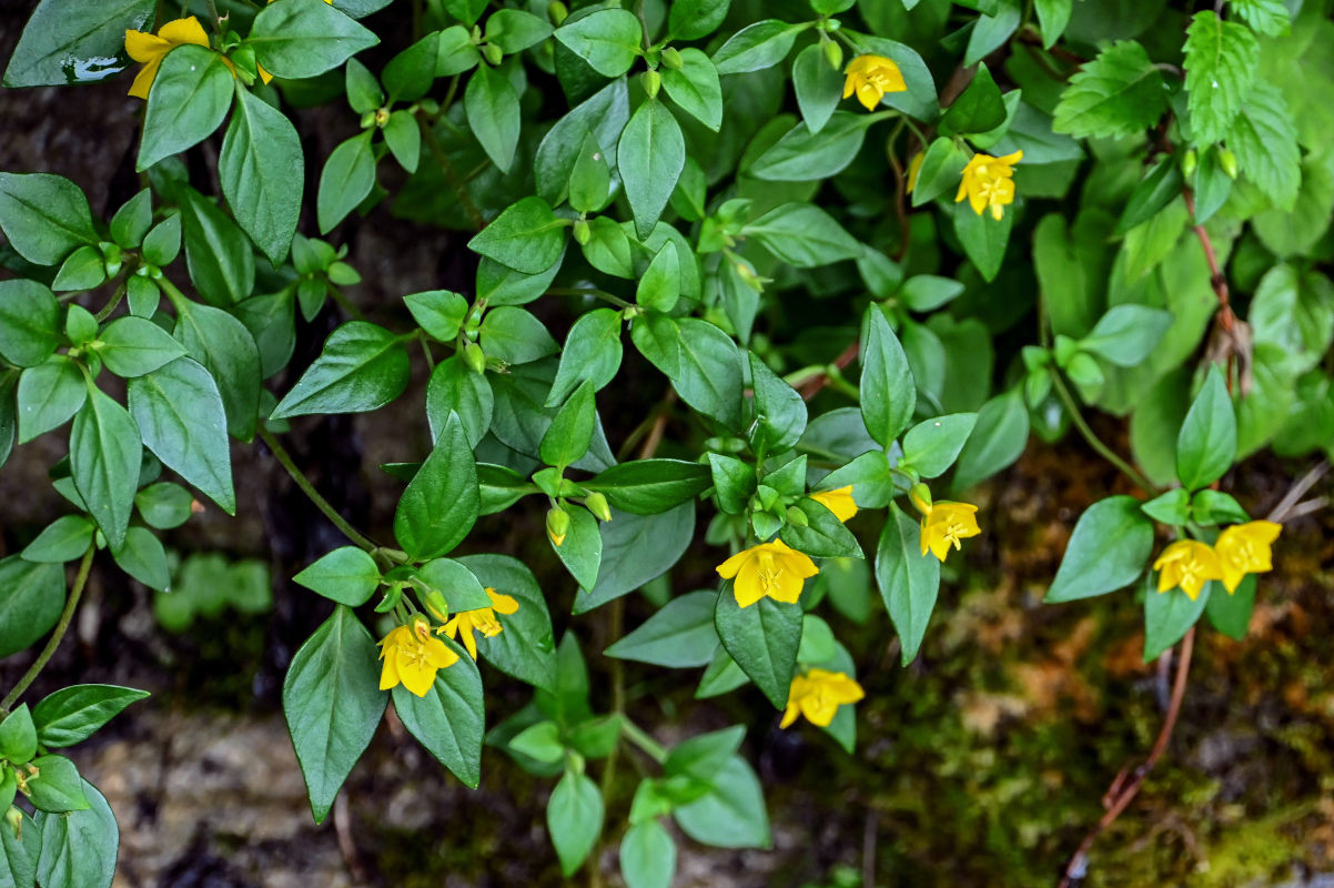 Image of genus Lysimachia specimen.