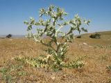 Cousinia polycephala. Зацветающее растение. Казахстан, Западный Тянь-Шань, Киргизский хр., ущ. Кара-Арча, ≈ 920 м н.у.м., дол. ручья в конусе выноса ущелья, осоковая степь. 16 июня 2024 г.