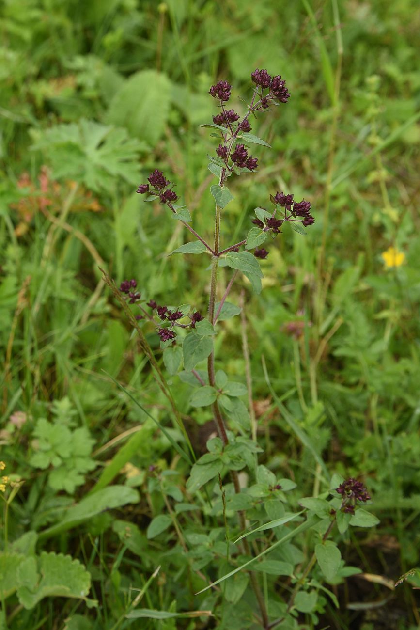 Image of Origanum vulgare specimen.