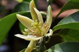 Michelia champaca