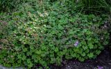 Geranium macrorrhizum