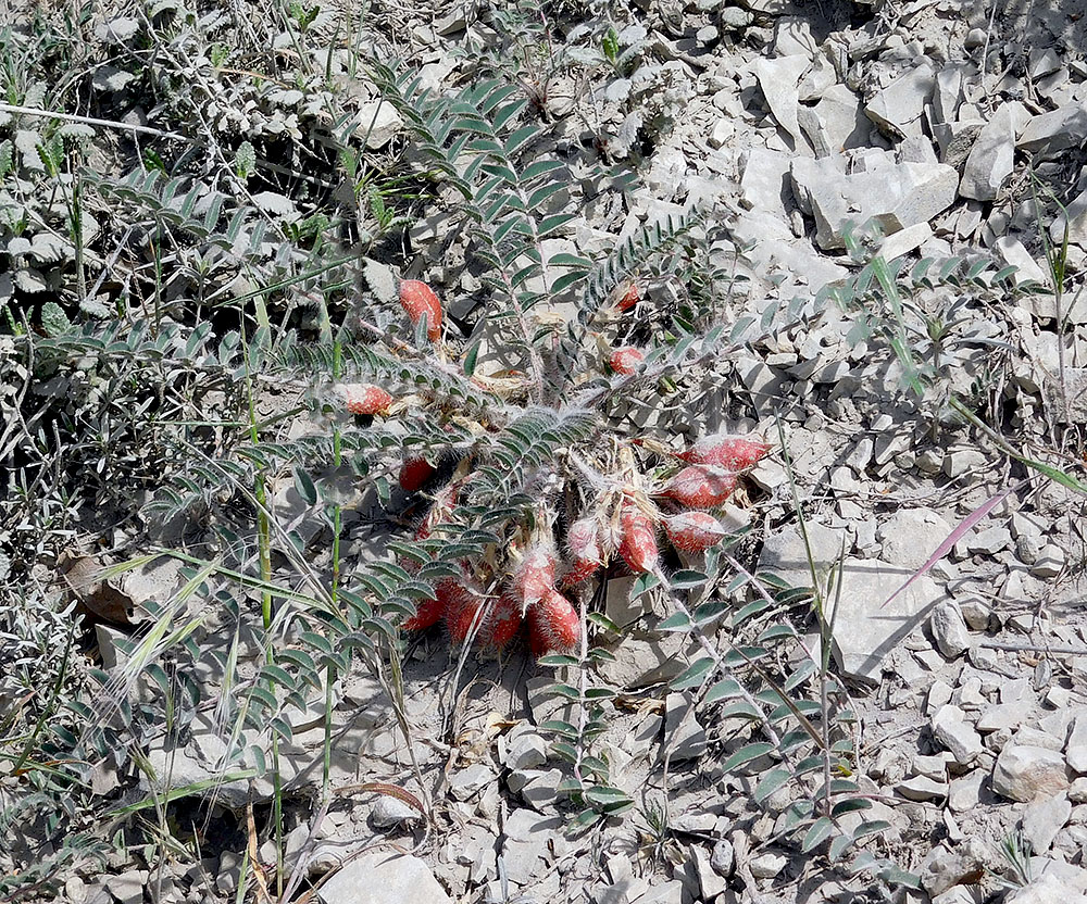 Image of Astragalus utriger specimen.