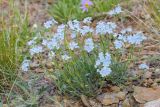 род Eritrichium