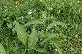 Inula helenium. Растение с развивающимся соцветием. Чечня, Шаройский р-н, верхняя часть с. Хакмадой, выс. ок. 1700 м н.у.м., луг. 2 июля 2024 г.