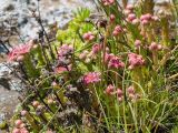 Sempervivum pumilum