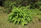 Symphytum officinale. Цветущее растение. Беларусь, Витебская обл., пос. Езерище, выкашиваемый суходольный луг у обочины дороги. 22.08.2024.