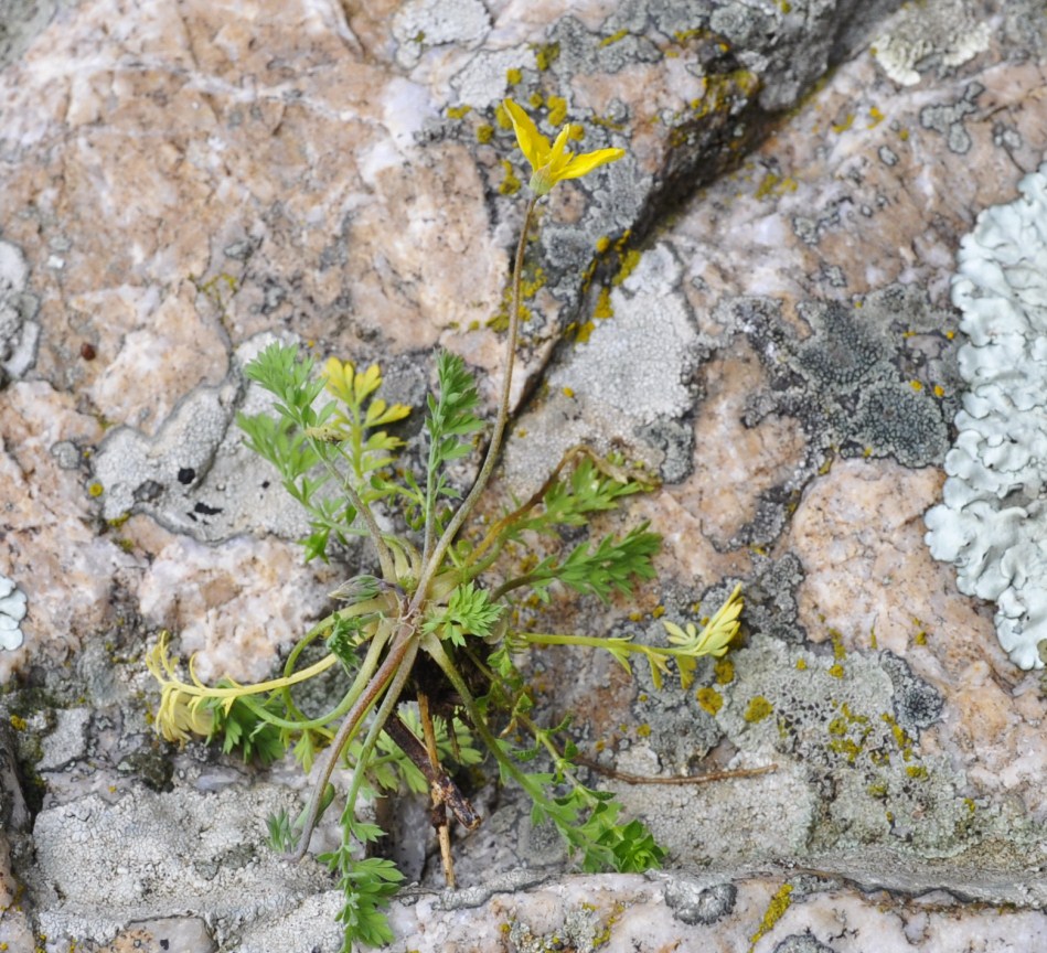 Image of Hypecoum procumbens specimen.