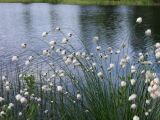 Eriophorum brachyantherum. Верхушки плодоносящих побегов. Магаданская обл., г. Магадан, окр. мкр-на Солнечный, небольшое озерко, у берега на мелководье. 05.07.2024.