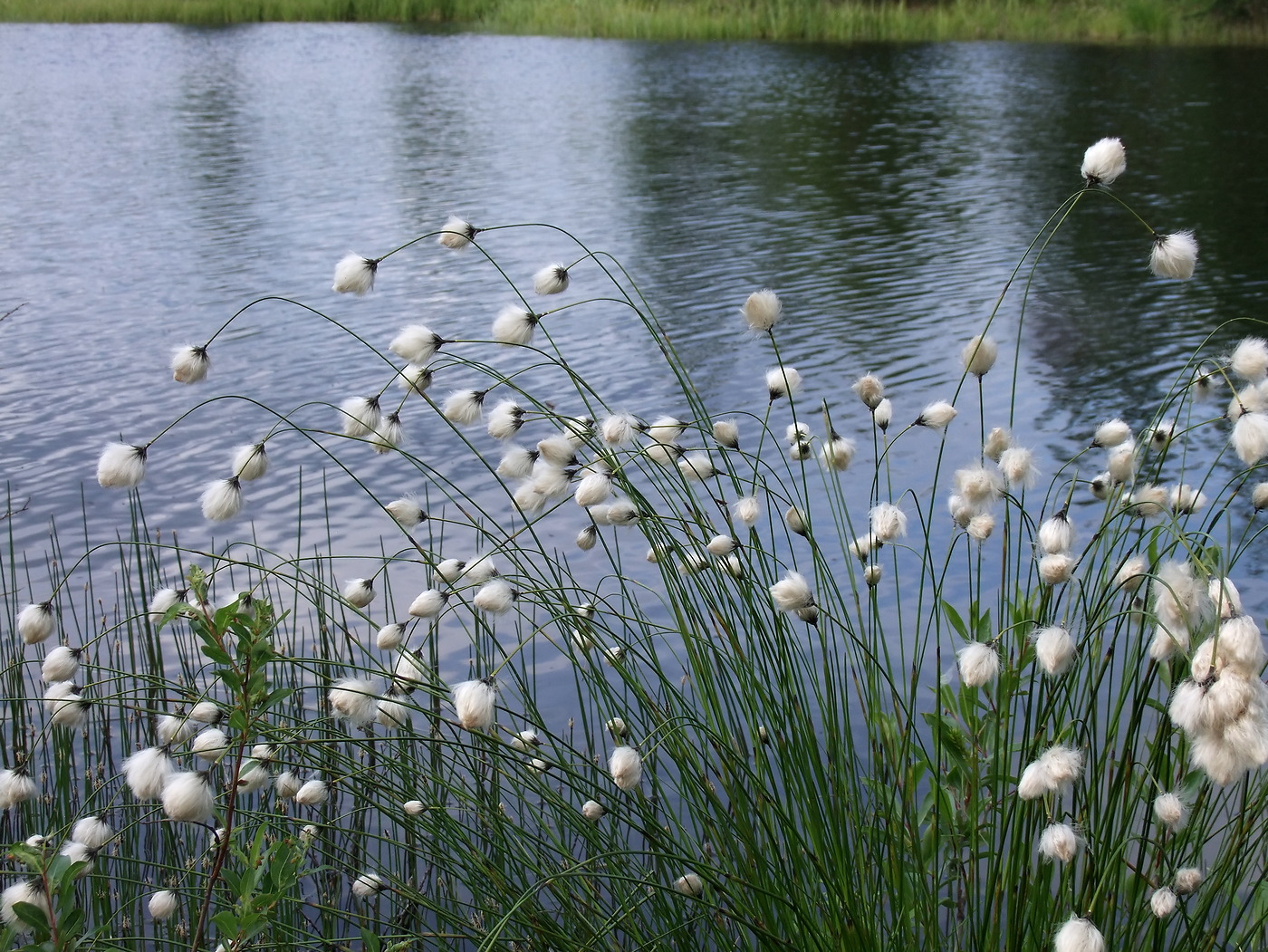 Image of Eriophorum brachyantherum specimen.