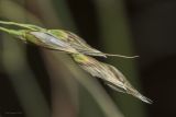 Смотреть изображение Piptatherum holciforme