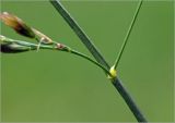 Festuca arundinacea. Крепление соцветия. Московская обл., Раменский р-н, окр. дер. Хрипань, садовый участок. 18.06.2025.