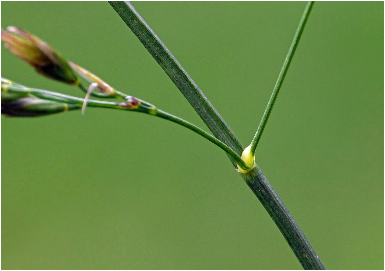 Image of Festuca arundinacea specimen.