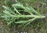 genus Carduus