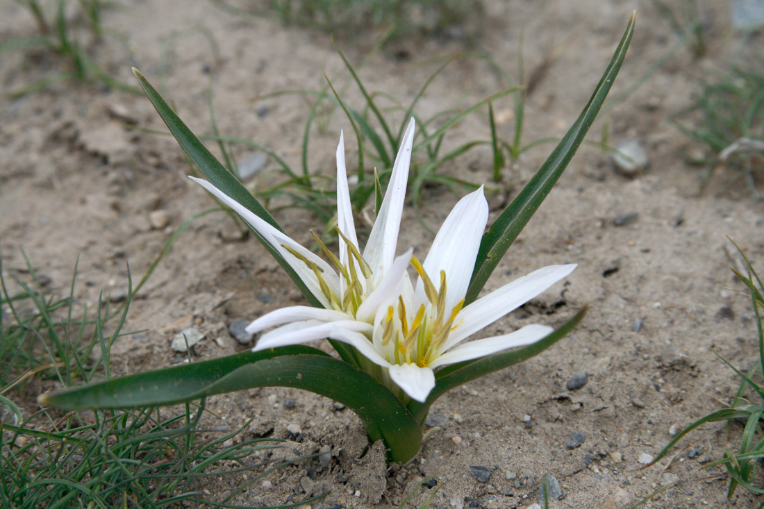 Image of Merendera robusta specimen.