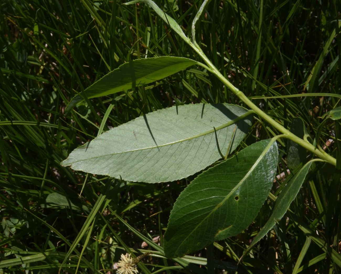 Image of genus Salix specimen.