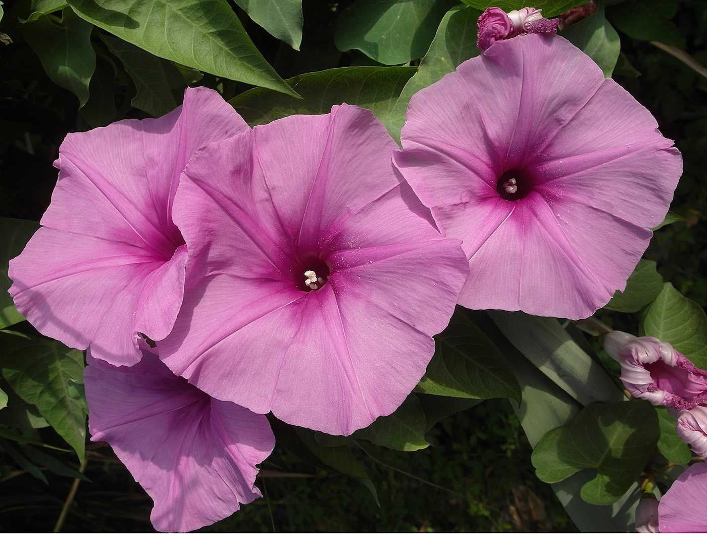 Image of Ipomoea sagittata specimen.