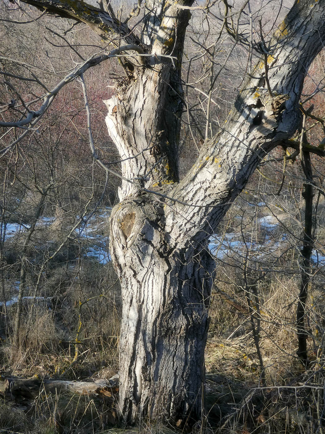 Изображение особи Juglans regia.