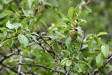 Amygdalus bucharica. Часть ветви с плодами. Таджикистан, Гиссарский хр., басс. р. Варзоб, ущ. р. Кондара, ≈ 1400 м н.у.м., пояс шибляка, склон с гранитным мелкозёмом. 19 апреля 2025 г.