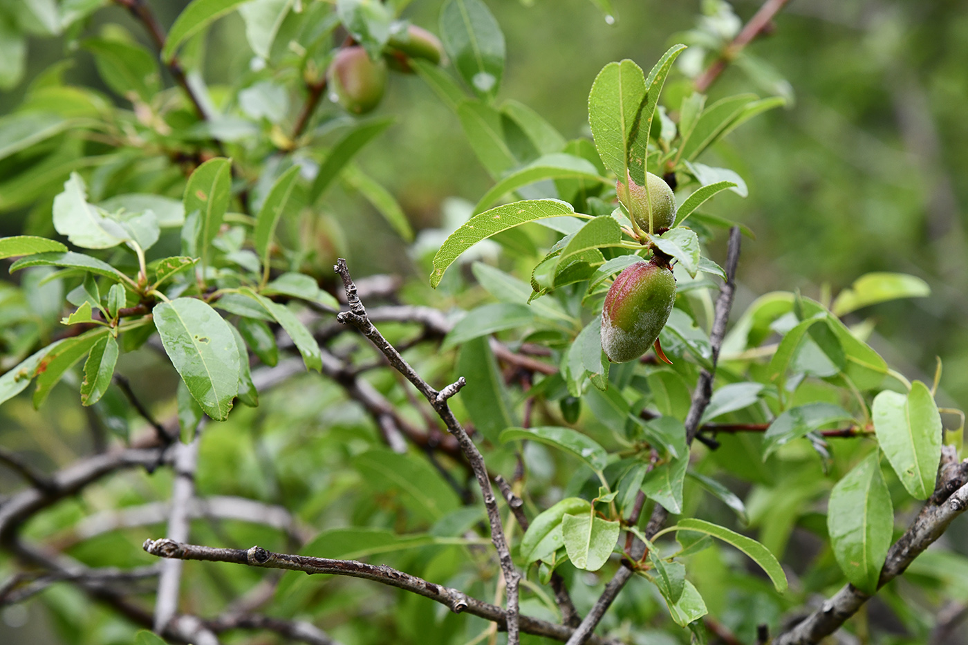 Изображение особи Amygdalus bucharica.
