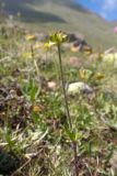 род Ranunculus