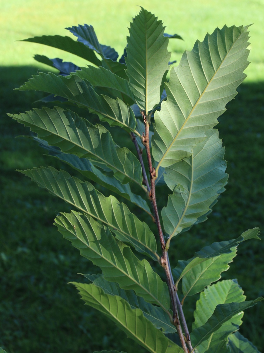 Image of Castanea sativa specimen.