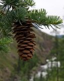 Picea obovata