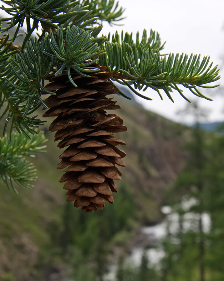 Image of Picea obovata specimen.