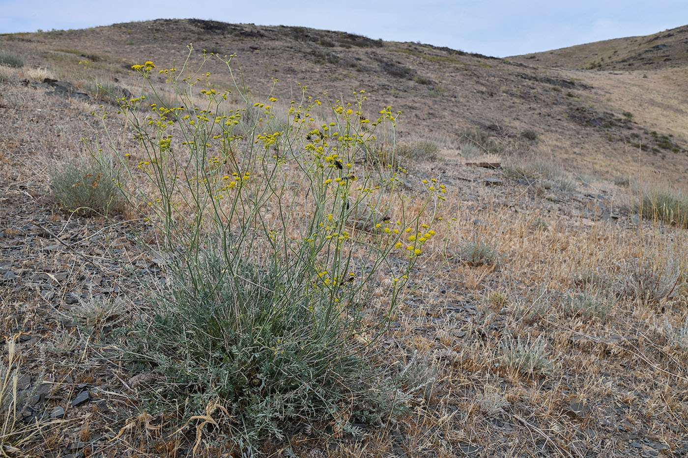 Image of Seseli sessiliflorum specimen.