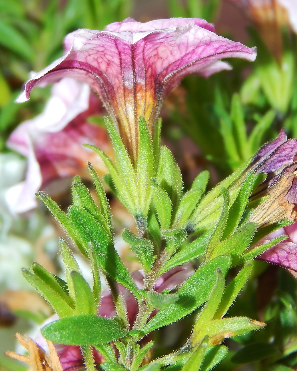 Изображение особи Calibrachoa elegans.