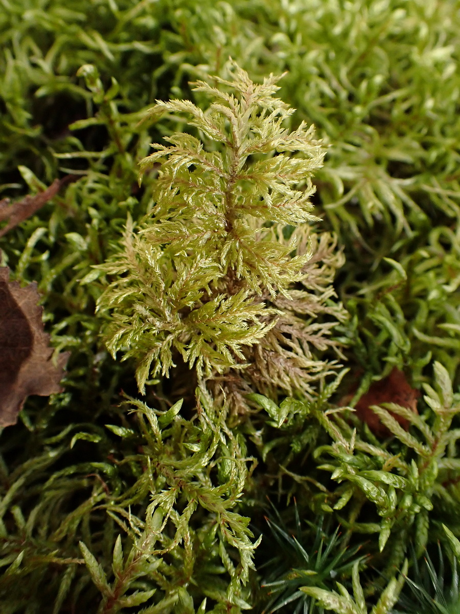 Image of division Bryophyta specimen.