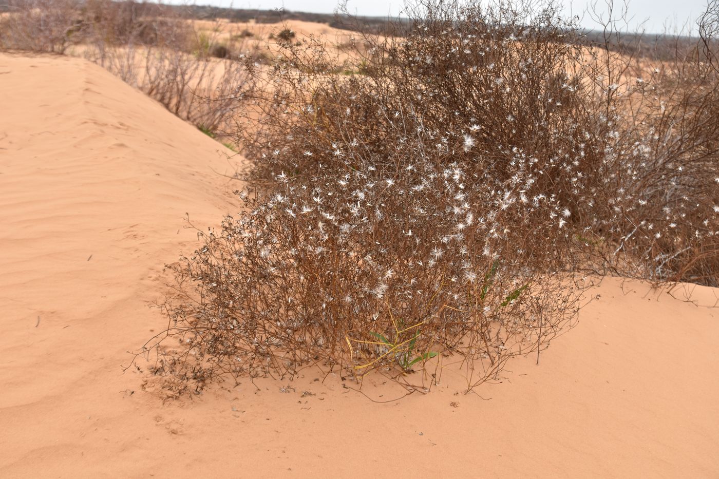 Image of Chondrilla ambigua specimen.