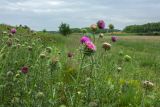 Carduus thoermeri. Верхушки цветущих растений. Ростовская обл., Мясниковский р-н, Чулекская балка, степной склон. 01.06.2014.