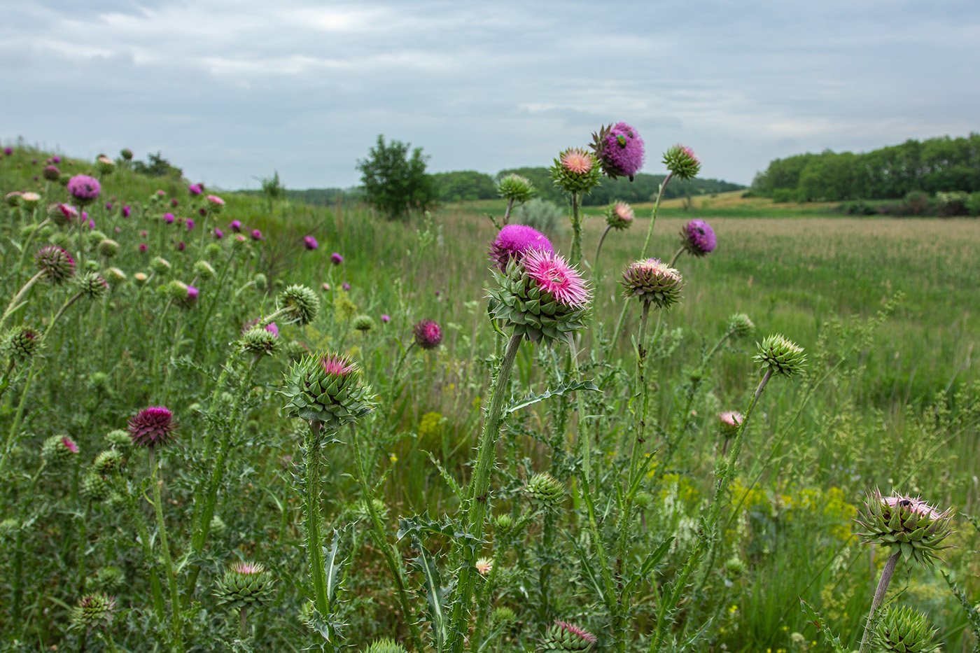 Изображение особи Carduus thoermeri.