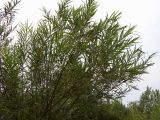 Image of taxon representative. Author is Николай Дегтярёв