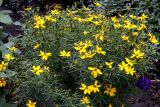 Coreopsis verticillata
