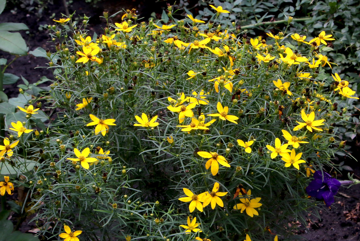Image of Coreopsis verticillata specimen.