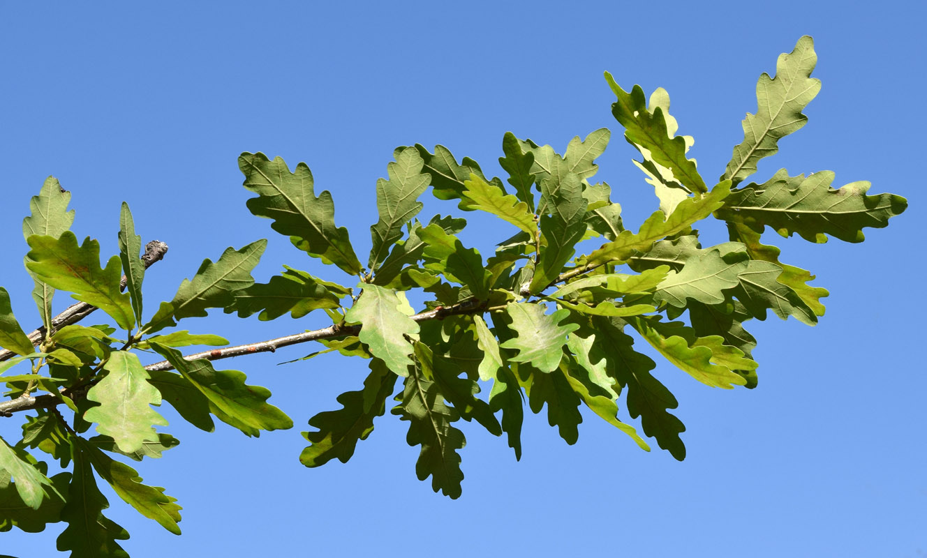 Изображение особи Quercus robur.