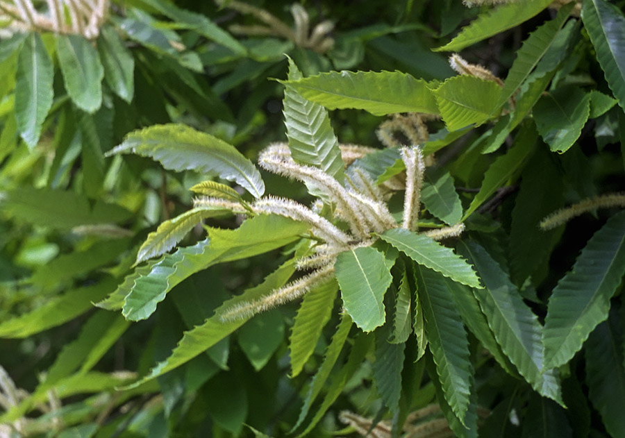 Image of Castanea sativa specimen.