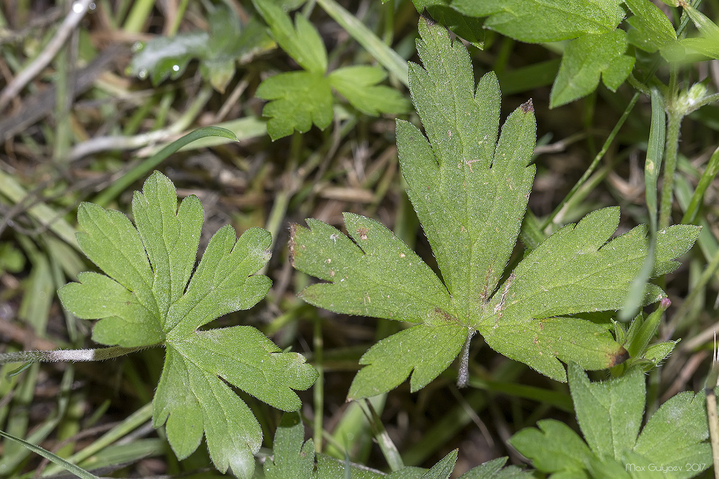 Image of Geranium sibiricum specimen.