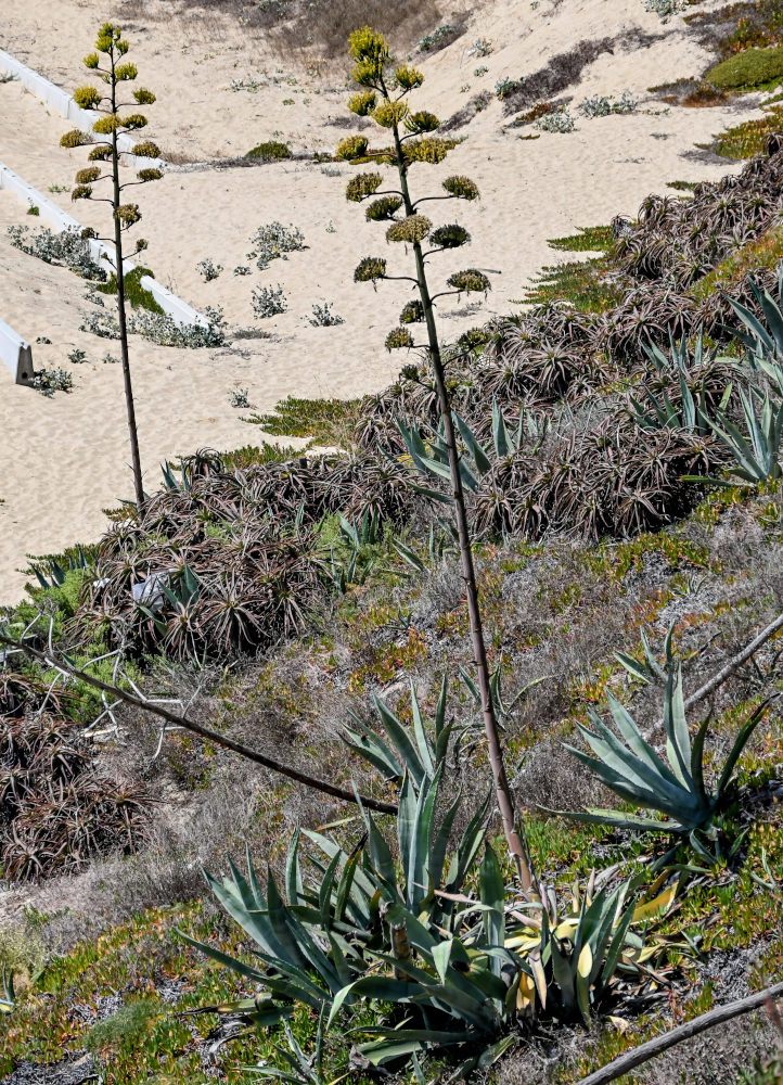 Изображение особи Agave americana.