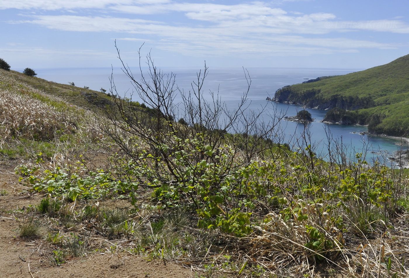 Image of Betula dauurica specimen.